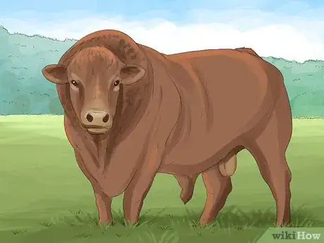 Image titled Identify Charolais Cattle Step 8