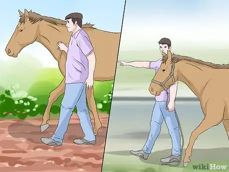 Image titled Gain the Trust of a Recently Abused Horse Step 9