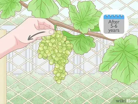 Image titled Grow Grape Vine Cuttings Step 26