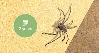 Take Care of a Huntsman Spider