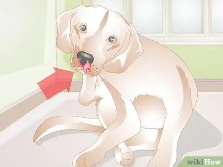 Image titled Treat Nosebleeds in Dogs Step 12