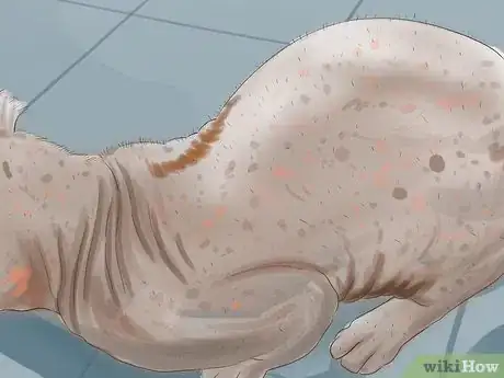 Image titled Know if Your Cat Is Shedding More than Normal Step 5