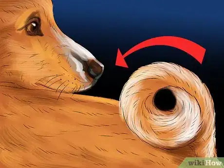 Image titled Identify a Basenji Dog Step 5