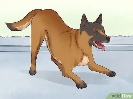 Image titled Identify a Belgian Malinois Step 13