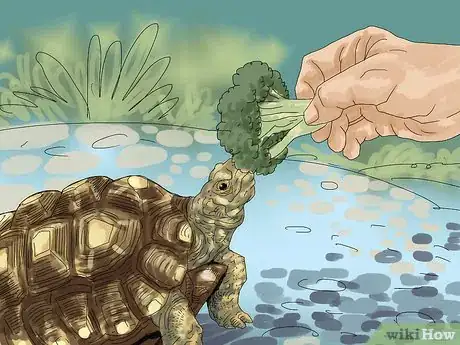 Image titled Care for a Tortoise Step 4