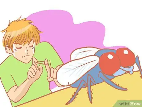 Image titled Kill a Fly Quickly Step 14