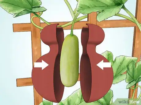 Image titled Grow Gourds Step 13