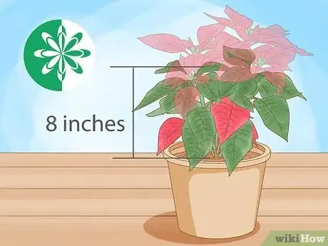 Image titled Grow Poinsettia Step 2