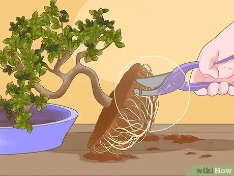 Image titled Revive a Bonsai Tree Step 3