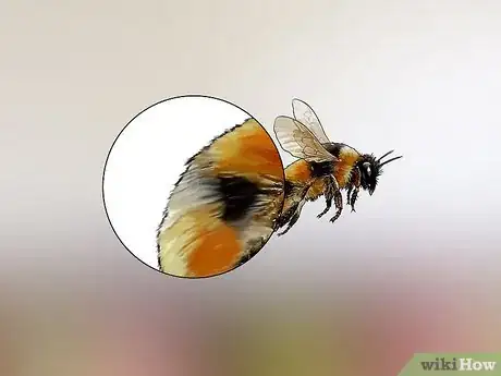 Image titled Identify Honey Bees Step 2