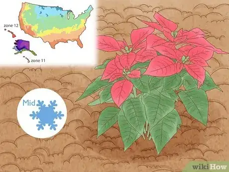 Image titled Grow Poinsettia Step 1