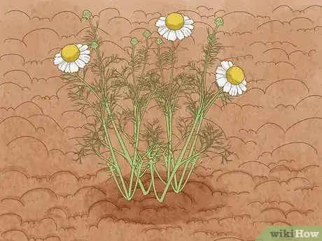 Image titled Grow Chamomile Step 12