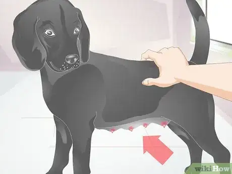 Image titled Diagnose Mastitis in Dogs Step 1