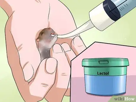 Image titled Care for Newborn Hamsters Step 13