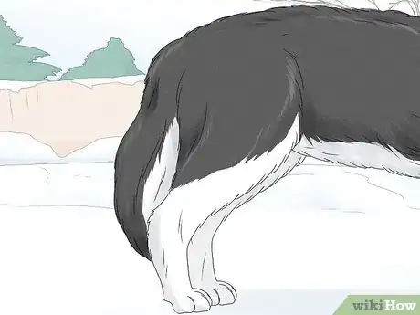 Image titled Identify a Siberian Husky Step 4