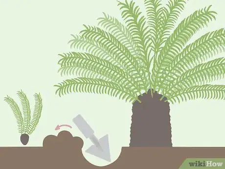 Image titled Trim a Sago Palm Step 7