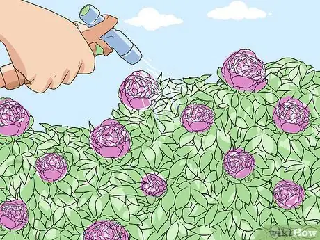 Image titled Keep Ants off Peonies Step 1