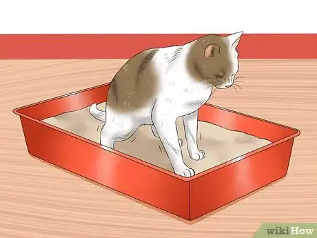 Image titled Give a Cat an Enema at Home Step 1