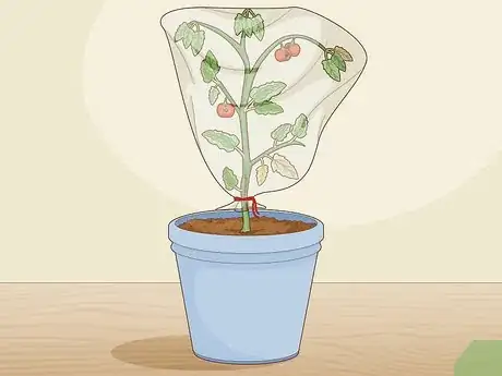 Image titled Treat Tomato Leaf Curl Virus Step 1