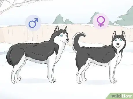 Image titled Identify a Siberian Husky Step 1