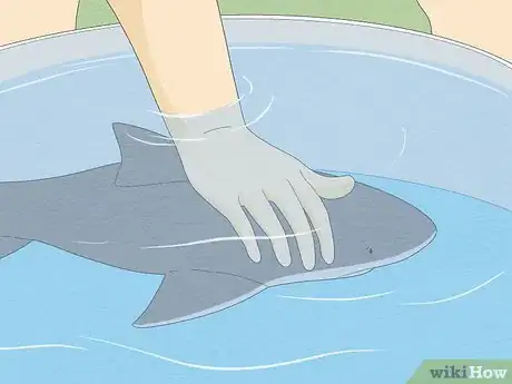 Image titled Get over Your Fear of Sharks Step 12