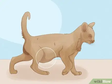 Image titled Identify Worms in a Cat Step 1