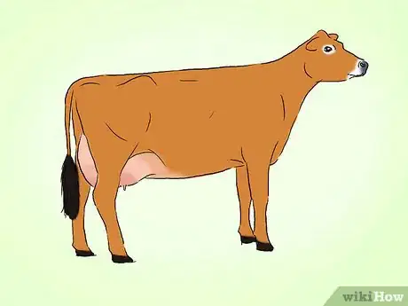 Image titled Identify Jersey Cattle Step 1