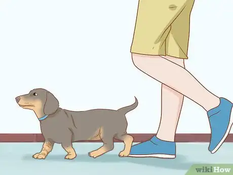 Image titled Take Care of a Dachshund Step 2