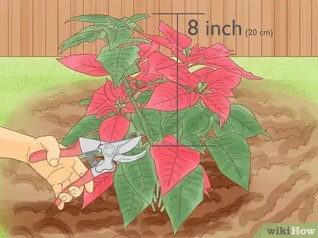 Image titled Grow Poinsettia Step 8