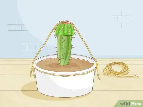 Image titled Propagate a Cactus Step 22