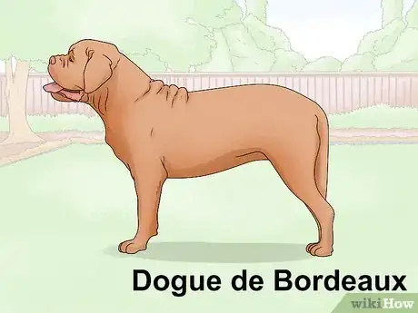 Image titled Identify a Mastiff Step 20