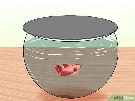 Image titled Keep Fish when You Have Cats That Like to Hunt Step 3