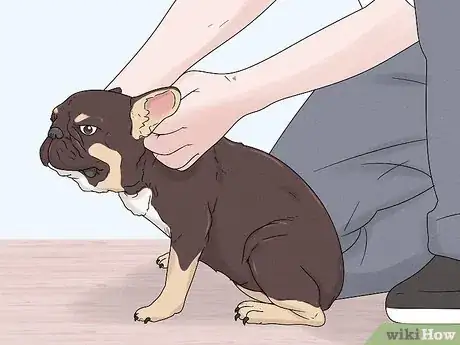 Image titled Identify a French Bulldog Step 9