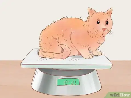 Image titled Know if Your Cat Is Sick Step 6