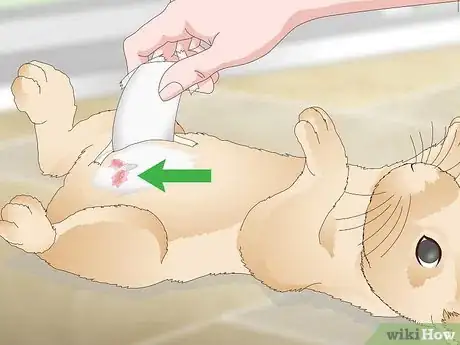 Image titled Determine Whether to Have Your Rabbit Neutered Step 12