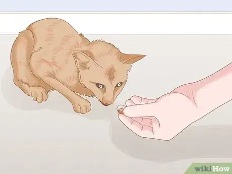 Image titled Get Rid of Worms in Cats Step 6