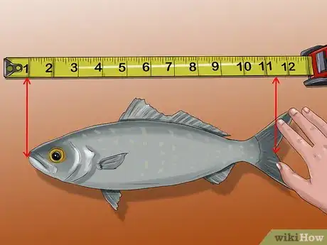 Image titled Measure Fish Step 5