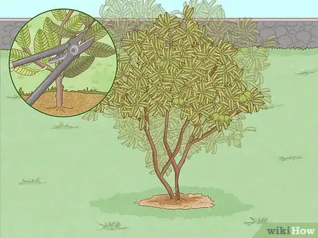 Image titled Plant Guava Trees Step 11