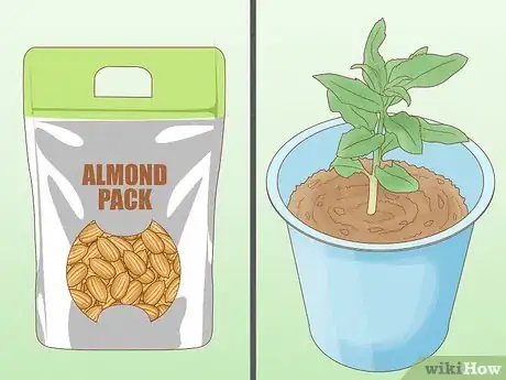 Image titled Grow Almonds Step 2