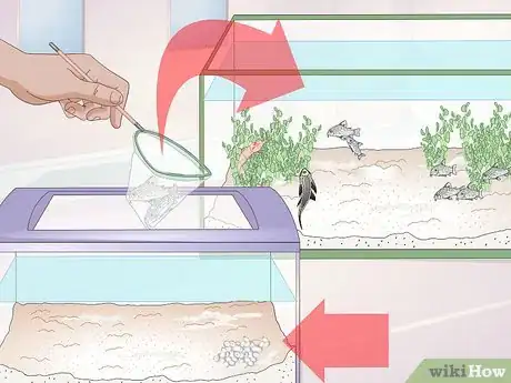 Image titled Care for Corydoras Step 10