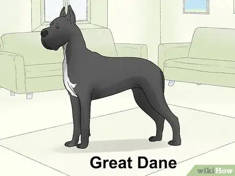 Image titled Identify a Mastiff Step 21