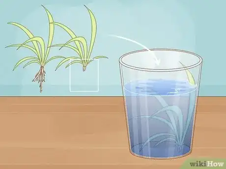 Image titled Propagate Baby Spider Plants Step 3