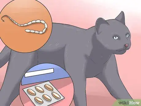 Image titled Treat Tapeworm in Cats Step 7