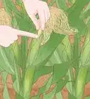 Grow Sweet Corn