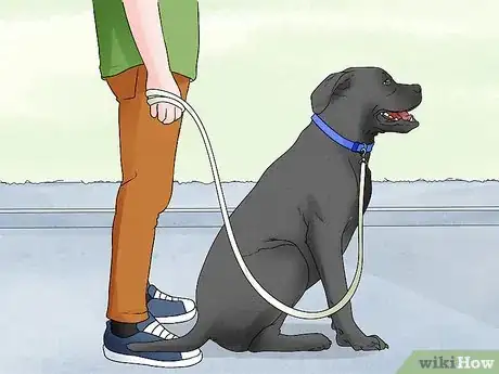 Image titled Identify a Mastiff Step 13