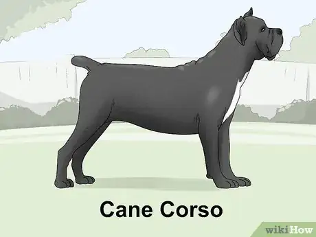 Image titled Identify a Mastiff Step 19