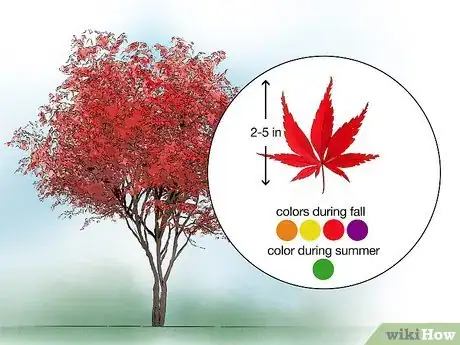 Image titled Identify Common Species of Maple Trees Step 4