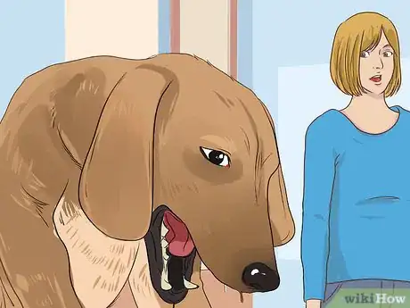 Image titled Treat a Dog with Cushing's Disease Step 8