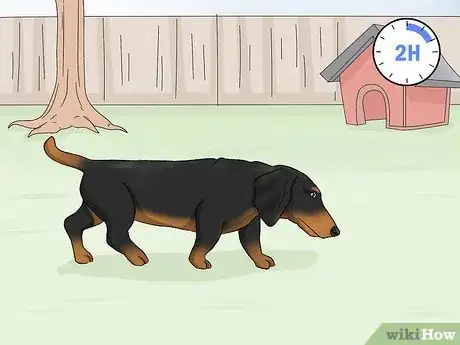 Image titled Potty Train a Dachshund Step 1