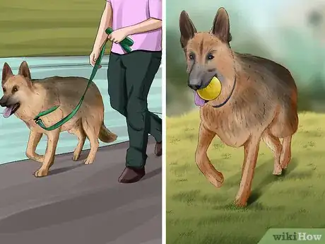 Image titled Take Care of a German Shepherd Step 12